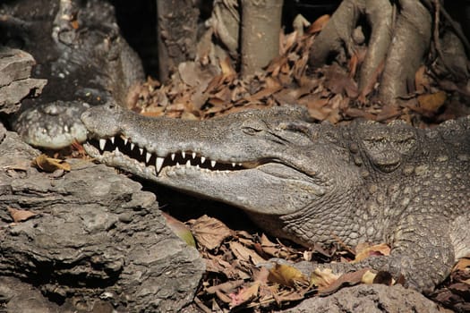 Close-up crocodile resting on ground