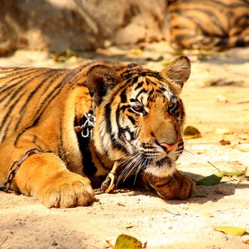 Bengal tiger in Kanchanaburi at Thailand