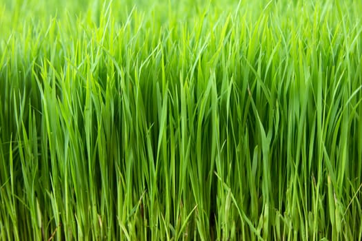 Closeup green paddy in field