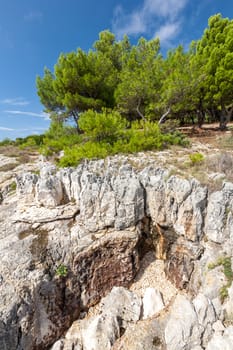 The Pine trees on rock in Croatia