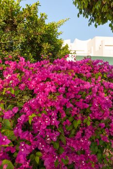  Beauty pink bougainvillea , Sharm el Sheikh, Egypt