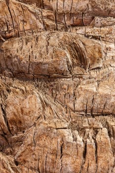 Palm tree background texture pattern upper trunk detail photo.