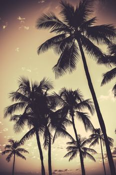 Retro Filtered Sepia Tropical Palm Trees