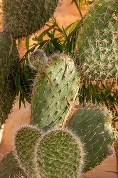 Opuntia ficus-indica, called also as Indian fig opuntia, barbary fig,  prickly pear,  on the yellow background, Egypt