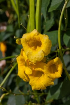 The spring yellow frangipani flowers with leaves