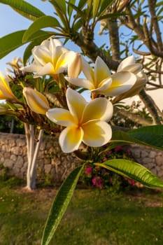 The white frangipani flowers with leaves close up