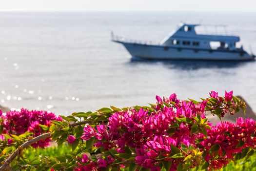  Beauty pink bougainvillea , Sharm el Sheikh, Egypt against the backdrop of the sea and sailing