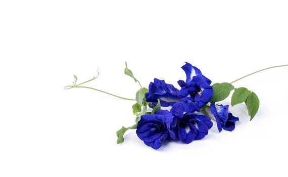 Butterfly Pea isolated on white background