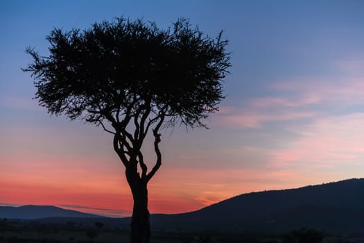 African sunset in Kenya - lonely tree on sky background