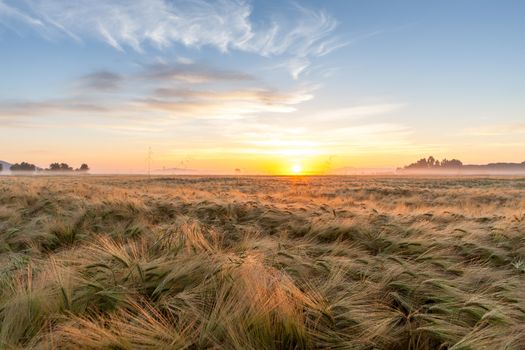 Young wheat growing in green farm field under blue sky on sunset 