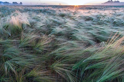 Young wheat growing in green farm field close-up