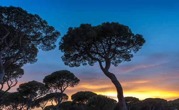 Beautiful sunset on the background of Italian pines