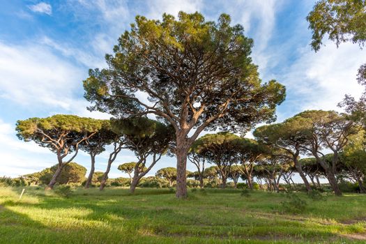 Italian stone pine. landscape with pine trees