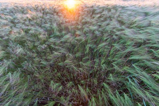 Young wheat growing in green farm field close-up