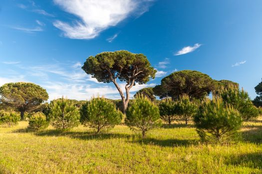 Italian stone pine. landscape with pine trees