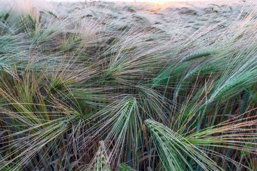 Young wheat growing in green farm field close-up