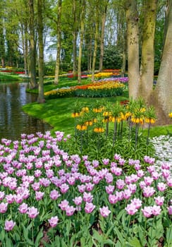 Tulips in Keukenhof - Largest flower garden in Europe - Holland