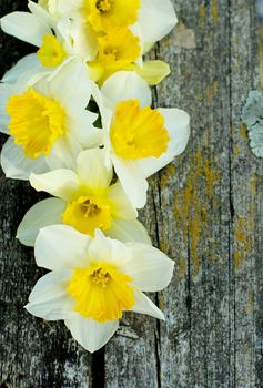 Spring Yellow Daffodils In a Row closeup on Natural Weathered Wooden background