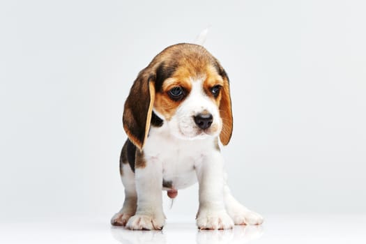 Beagle puppy standing on the white background