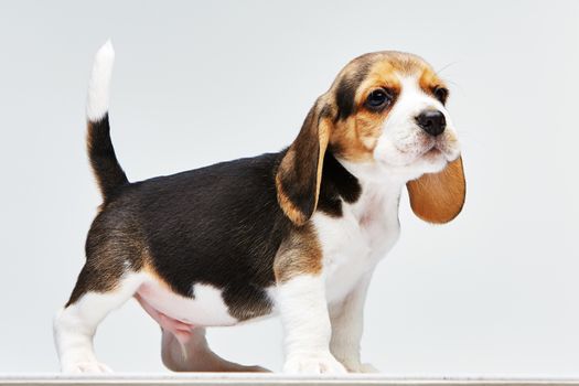 Beagle puppy standing on the white background