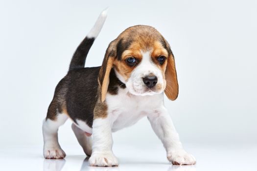 Beagle puppy standing on the white background