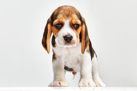 Beagle puppy standing on the white background