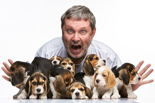 The zonked  man and big group of a beagle puppies on white background