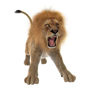 3D digital render of a male lion roaring isolated on white background