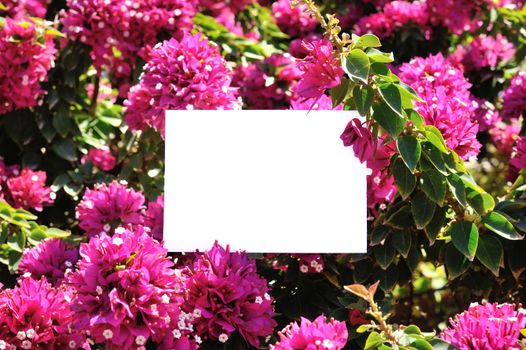 greeting card on a background of beautiful flowers.