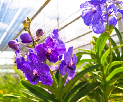 The beauty of violet orchid with natural blur background.