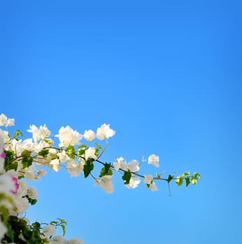 Blooming spring tree branches with white flowers over blue sky, abstract border nature background