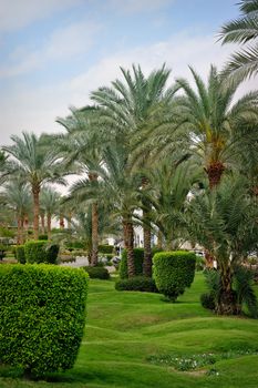 Palm tree in tropical garden in Egypt