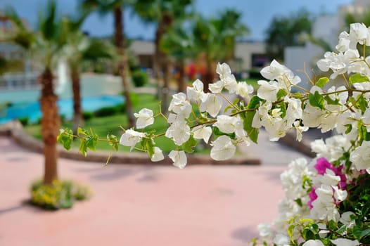 white blooming tree branch on a background of palm trees and swimming pools