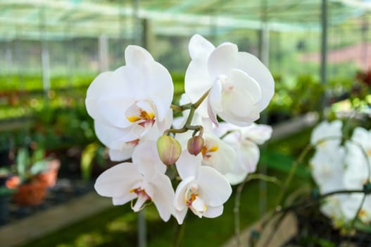The beautiful of white orchid with natural blur background.