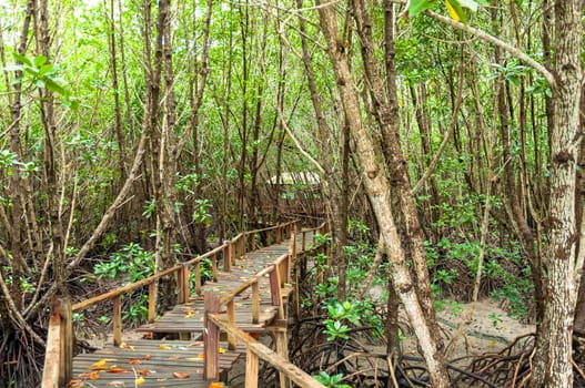 Landscape of Wood corridor at mangrove forest among the trees background