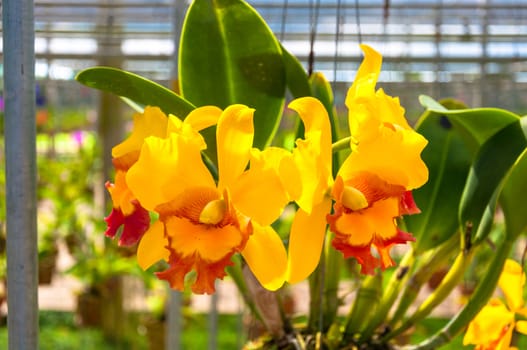 The beautiful of yellow orchid with natural blur background.