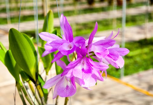 The beautiful of pink orchid with natural blur background.