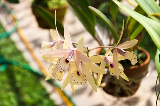 The beautiful of white orchid with natural blur background.