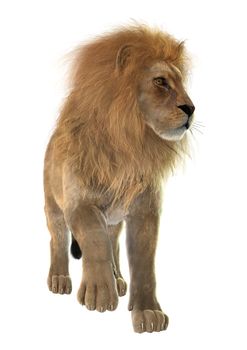 3D digital render of a male lion isolated on white background