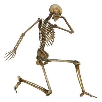 3D digital render of a human skeleton isolated on white background