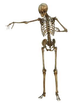 3D digital render of a human skeleton isolated on white background