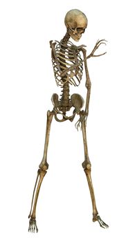 3D digital render of a human skeleton isolated on white background