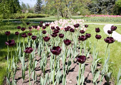 Ornamental flower- burgundy tulip in the Botanical Garden of the city Krivoi Rog in Ukraine