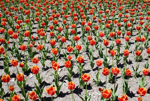 Decorative flowers - fringed tulips red - orange color on a background of dry ground in the botanical garden of the city Krivoi Rog in Ukraine