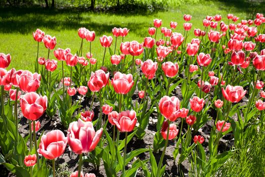 Red - pink tulips in a botanical garden of the city Krivoi Rog in Ukraine
