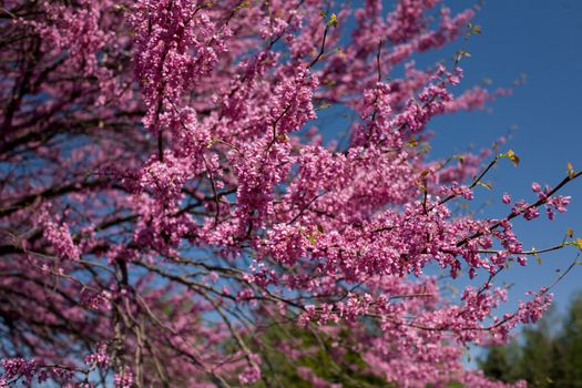 Japanese cherry blossoms against the blue sky in the botanical garden of the city Krivoy Rog in Ukraine
