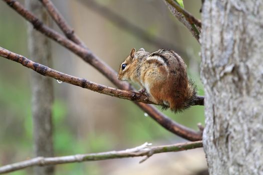eastern Chipmunk sitting on branch in rain