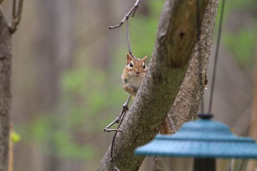 eastern Chipmunk sitting on branch in rain looking at bird feeder