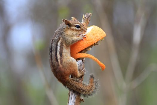 Chipmunk on branch eating an orange early srping