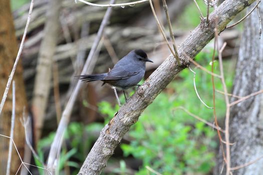 Gray Catbird perched on branch early spring